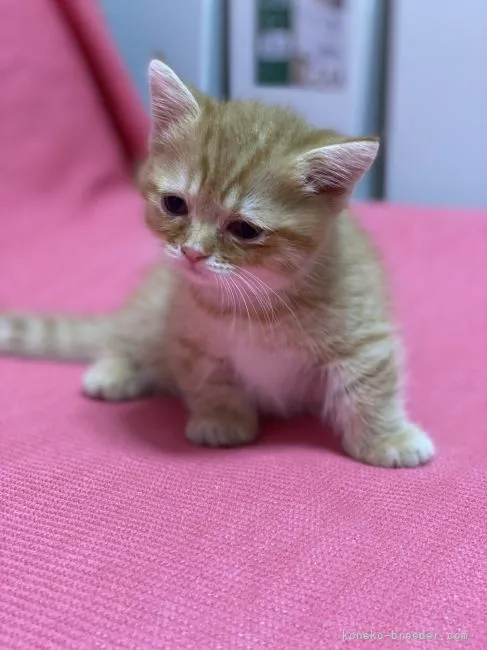 ID:2106-01579の子猫