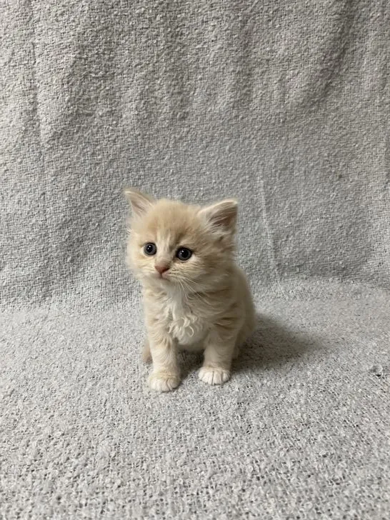 ID:2012-01565の子猫