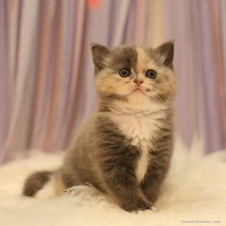 ID：2405-01283の子猫
