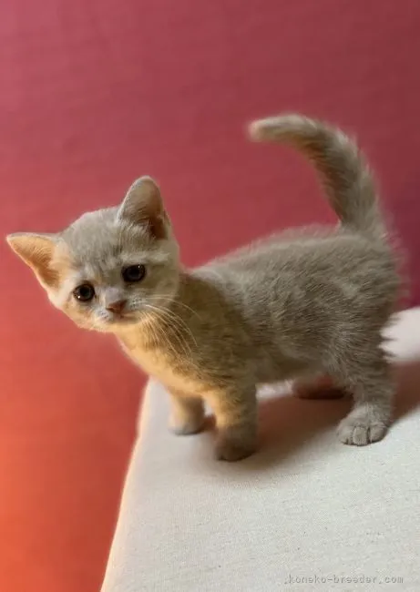ID:2105-02394の子猫