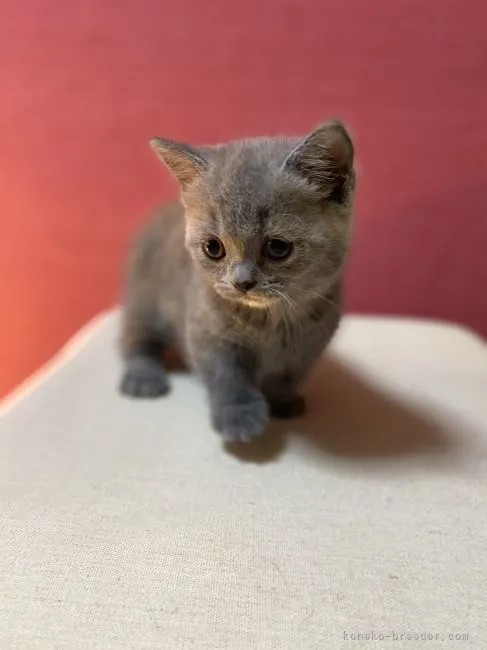 ID:2105-02397の子猫