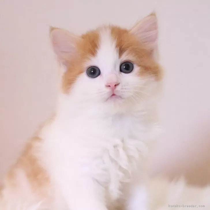 ID:2408-01864の子猫