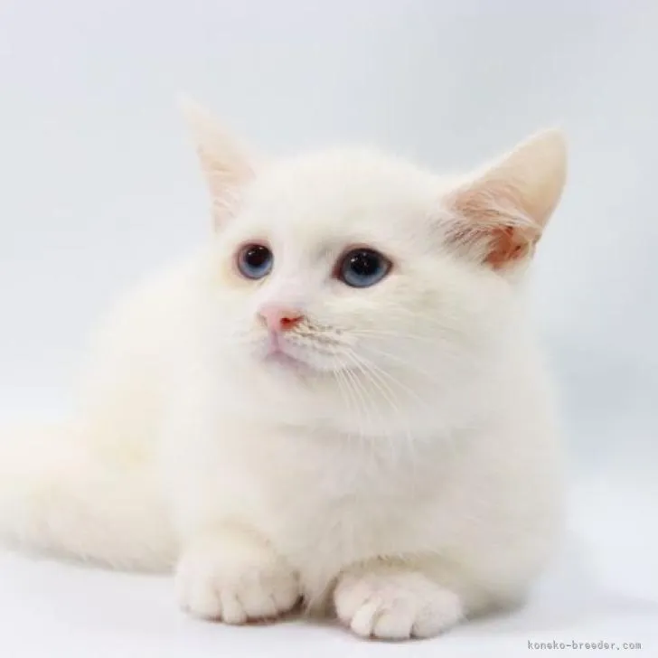 ID:2208-00165の子猫