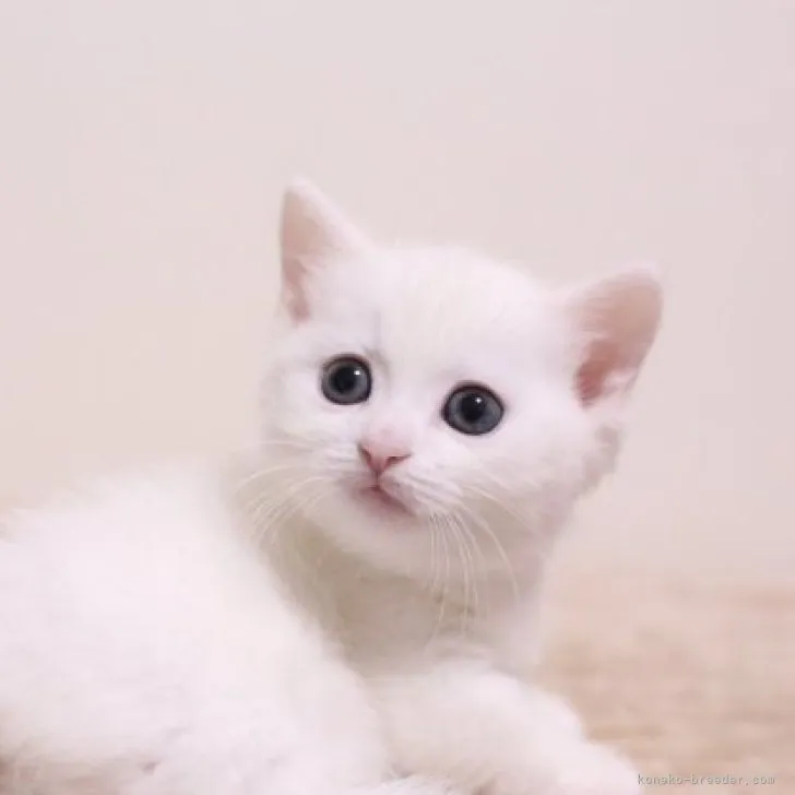 ID：2308-01503の子猫