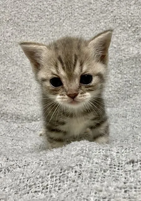 ID：2011-01380の子猫