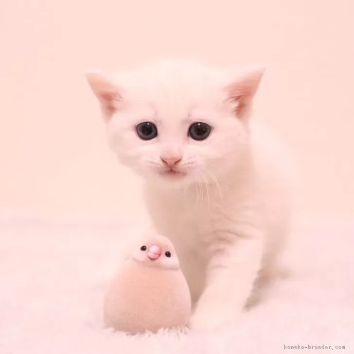 ID:2403-00965の子猫
