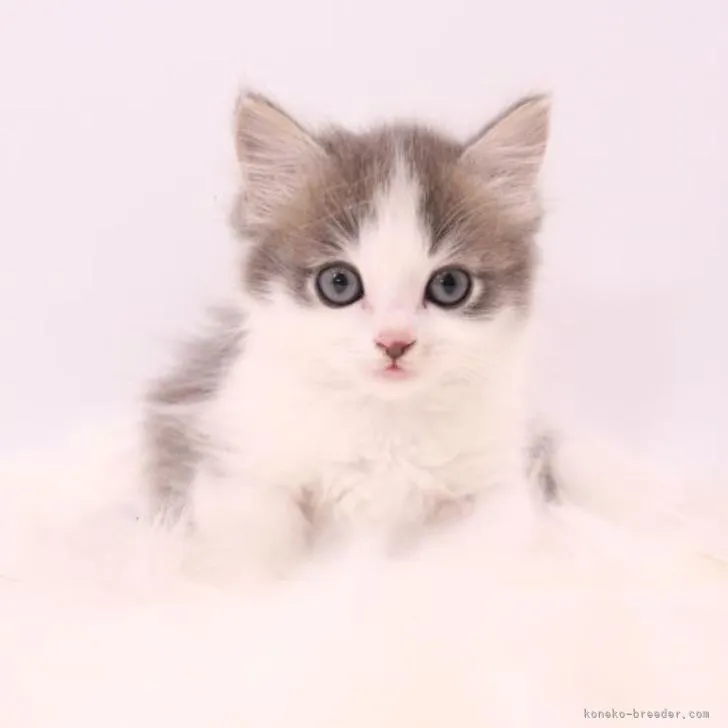 ID:2206-00011の子猫