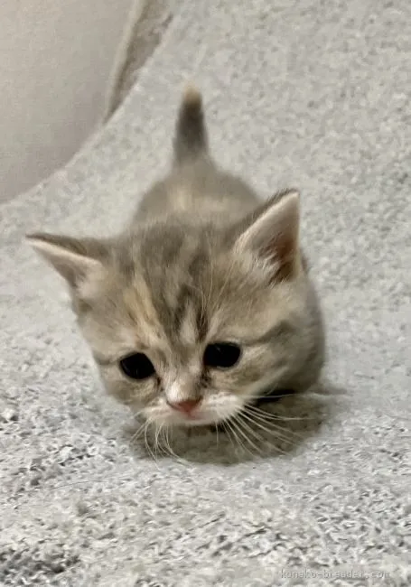 Momo 様のお迎えした子猫