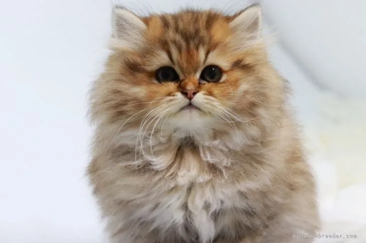 ID：2112-01756の子猫