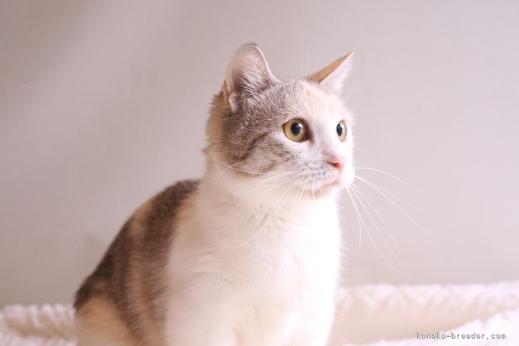 マンチカン【・女の子・2021年11月18日・レッドシルバーマッカレルタビー&amp;ホワイト】「綺麗で珍しい毛色の子です」