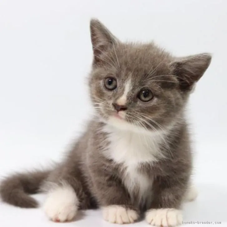 ID：2208-00154の子猫