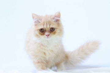 ミヌエット【東京都・女の子・2021年9月15日・クリームタビー（柔らかセミロング🐱）】の写真「飾り毛が綺麗な天真爛漫お姫様☆」