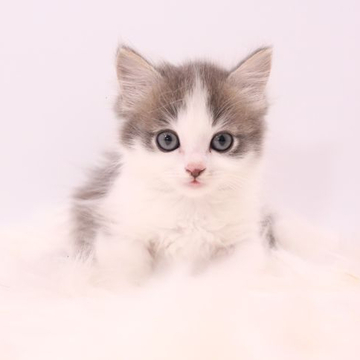 マンチカン(短足)【東京都・男の子・2022年4月22日・ブルータビー&ホワイト（柔らかセミロング🐱）】の写真「お父さんはICCグランドチャンピオン☆」