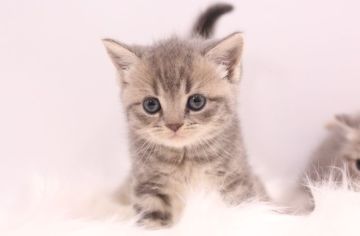 マンチカン(長足)【東京都・男の子・2022年4月20日・ブルータビー（柔らか短毛♪）】の写真「綺麗なクラシックタビー🍀長～中足の王子様✨」