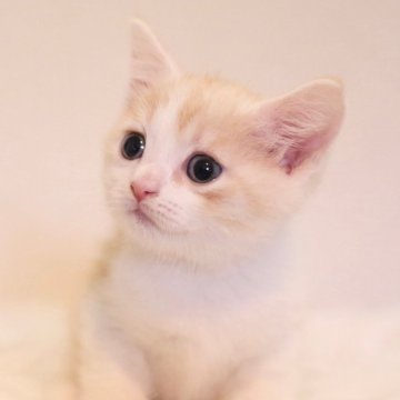 マンチカン(長足)【東京都・男の子・2024年3月12日・クリームタビー&ホワイト（柔らかセミロング🐱）】の写真「綺麗なスタイル🍀長足イケにゃん✨」