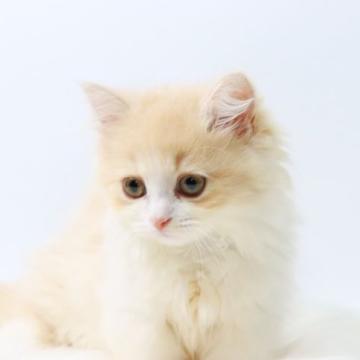 ミヌエット(短足)【東京都・女の子・2022年5月25日・クリームタビー&ホワイト（柔らかセミロング🐱）】の写真「よちよち歩き🍀極短足のお姫様✨」
