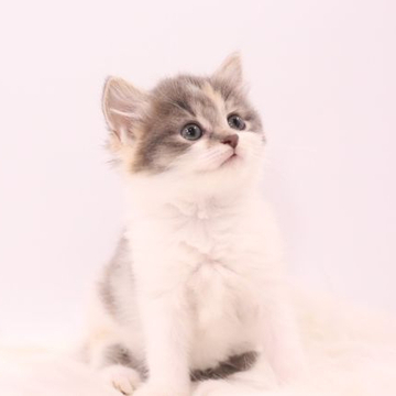 マンチカン(長足)【東京都・女の子・2022年4月22日・ダイリュートキャリコ（柔らかセミロング🐱）】の写真「お父さんはICCグランドチャンピオン☆」