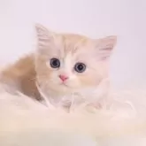 マンチカン(長足)【東京都・男の子・2024年6月25日・クリームタビー&ホワイト】の写真1