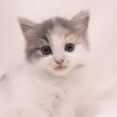 マンチカン(長足)【東京都・女の子・2023年6月1日・ダイリュートキャリコ】の写真1「7/15撮影」