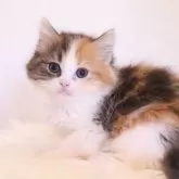 マンチカン(長足)【東京都・女の子・2024年8月12日・キャリコ】の写真1