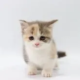 マンチカン(短足)【東京都・女の子・2022年6月20日・ダイリュートキャリコ】の写真1「8/1撮影」