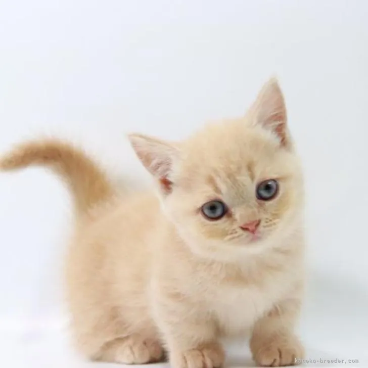 ID：2208-00397の子猫