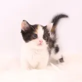 マンチカン(短足)【東京都・女の子・2022年4月26日・キャリコ】の写真2「6/13撮影」