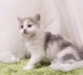 マンチカン(長足)【東京都・女の子・2023年6月1日・ダイリュートキャリコ】の写真2「7/15撮影」