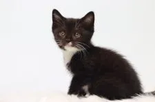 マンチカン(長足)【東京都・男の子・2022年2月12日・ブラック&ホワイト】の写真5「3/26撮影」