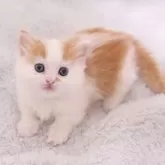 マンチカン(短足)【東京都・男の子・2024年1月29日・クリーム&ホワイト】の写真5