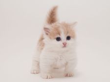 マンチカン【・男の子・2021年4月11日・クリームタビー&ホワイト】