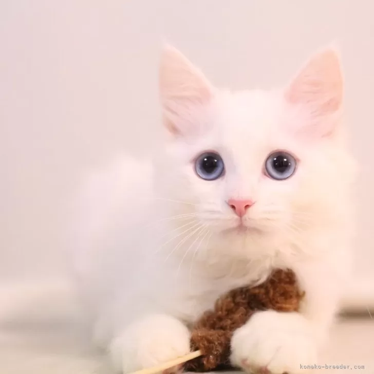 マンチカン(長足)【東京都・女の子・2025年10月10日・ホワイト】の写真1「ブルーアイの美しい子に育ってます✨️」