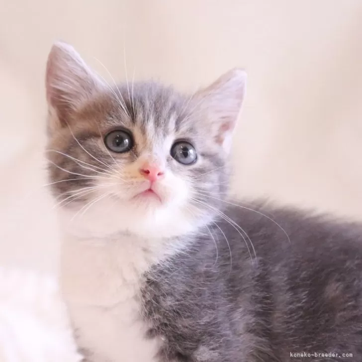 ID：2507-03133の子猫