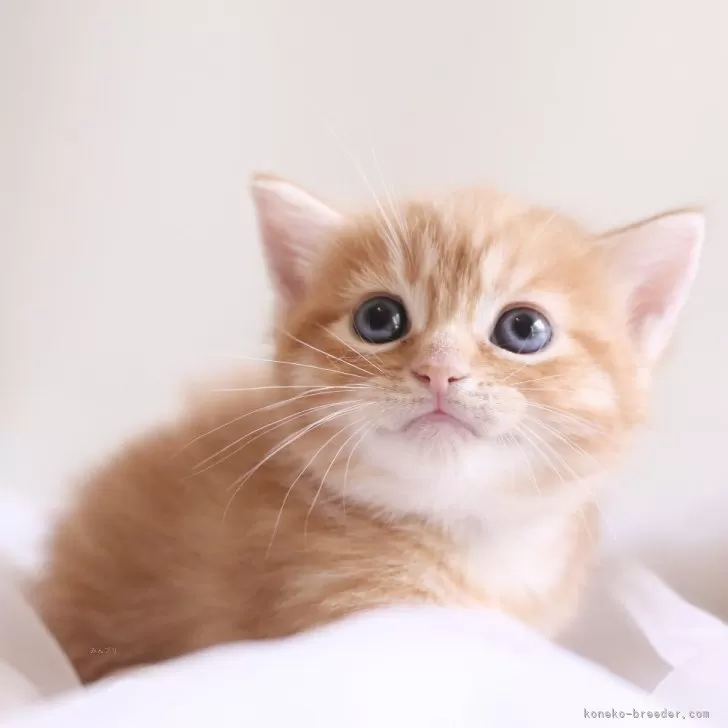 ID：2506-02828の子猫