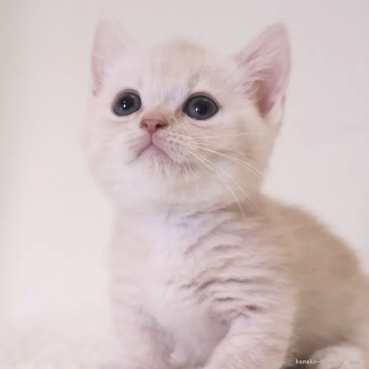 ID：2508-00781の子猫