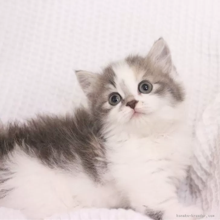 ID：2510-01060の子猫