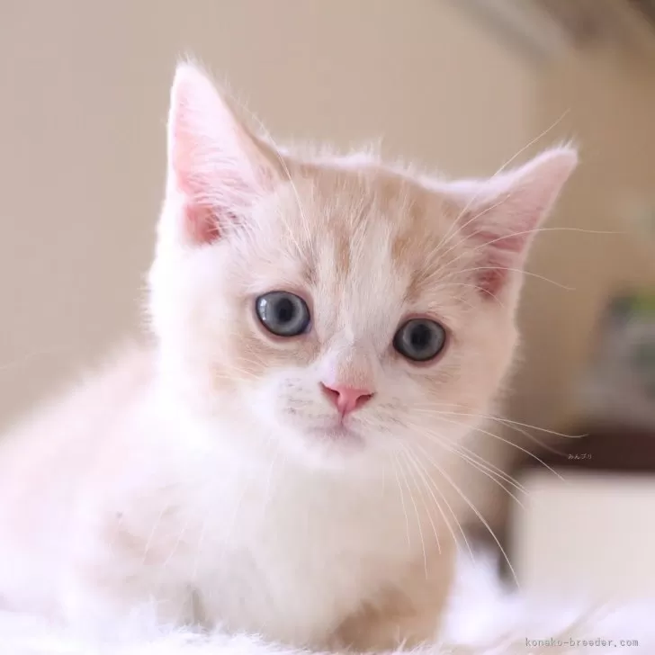 ID：2504-03437の子猫