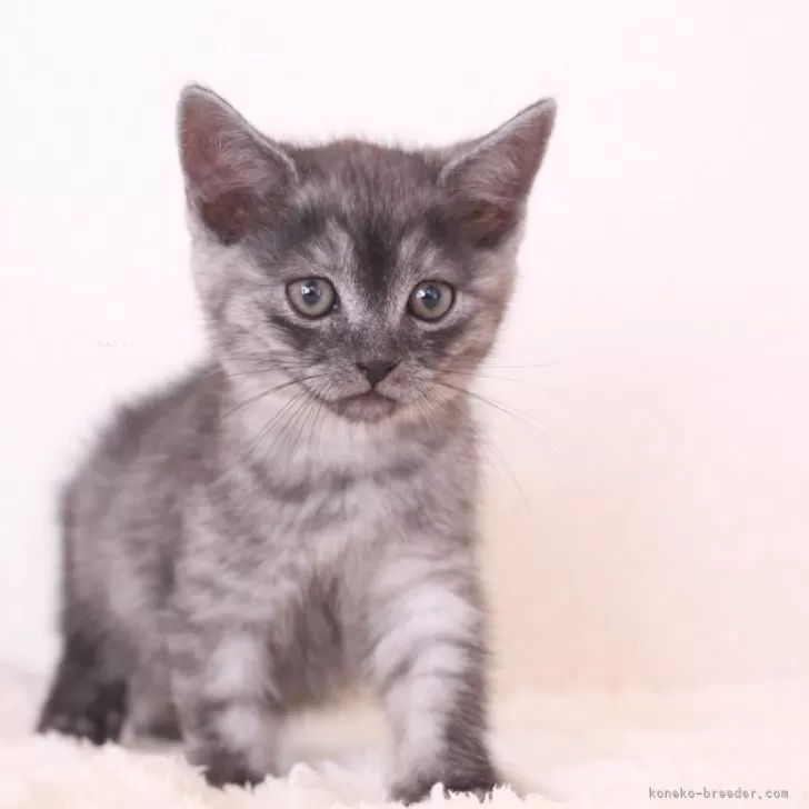 ID:2508-02358の子猫