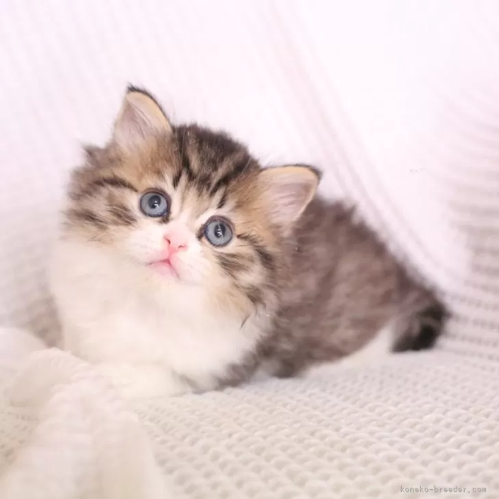 ミヌエット(長足)【東京都・男の子・2025年9月24日・ブラウンタビー&amp;ホワイト】の写真1「綺麗な美猫ちゃん✨」