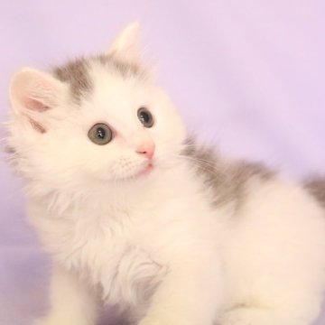 マンチカン(長足)【東京都・男の子・2025年10月10日・ブルー&ホワイト】の写真「チャンピオン直子 ✨️愛嬌のある子です」