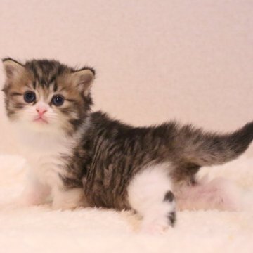 ミヌエット(長足)【東京都・男の子・2025年9月24日・ブラウンタビー&ホワイト】の写真「綺麗系なお顔立ちなのでイケメン君に育ちそうです✨」