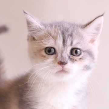 マンチカン(長足)【東京都・女の子・2025年5月21日・ダイリュートキャリコ】の写真「淡いパステルカラーの綺麗な子」