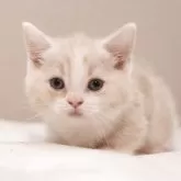 マンチカン(短足)