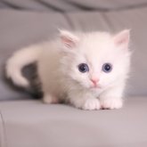 マンチカン(長足)