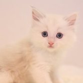 マンチカン(長足)