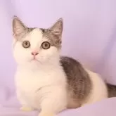 マンチカン(短足)