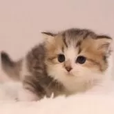 ミヌエット(長足)