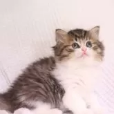 ミヌエット(長足)【東京都・男の子・2025年9月24日・ブラウンタビー&ホワイト】の写真3