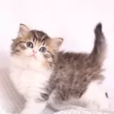 ミヌエット(長足)【東京都・男の子・2025年9月24日・ブラウンタビー&ホワイト】の写真5