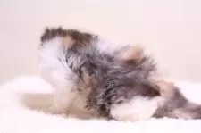 ミヌエット(長足)【東京都・女の子・2025年12月12日・キャリコ】の写真11